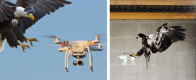 Các nhà nghiên cứu bắt được một con đại bàng đầu hói (Bald Eagle) và gắn một máy theo dõi vị trí qua vệ tinh Trái Đất.