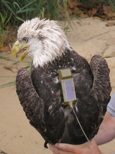 Các nhà khoa học trang bị cho những con chim một máy đo cường độ ánh sáng mặt trời.