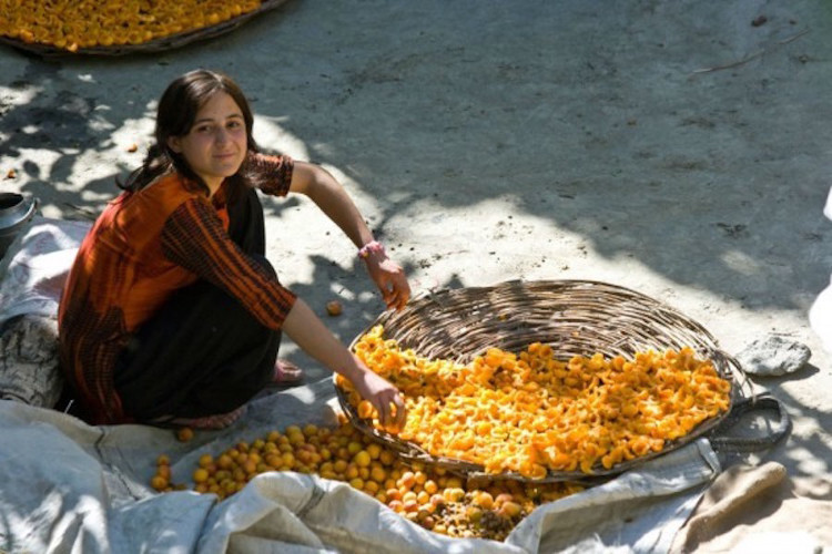 Người Hunza chỉ sống bằng việc uống nước ép quả mơ khô trong 2-4 tháng. 