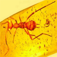 Hóa thạch côn trùng 100 triệu năm giống sinh vật ngoài hành tinh