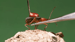 Bombardier beetles can choose when to "fire".