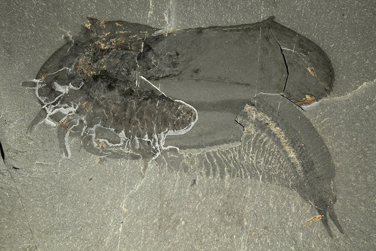 Phát hiện hóa thạch loài tôm kỳ lạ có mai và 50 cái chân - KhoaHoc.tv