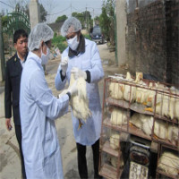 Xuất hiện ổ dịch cúm gia cầm H5N1 mới tại tỉnh Quảng Ninh
