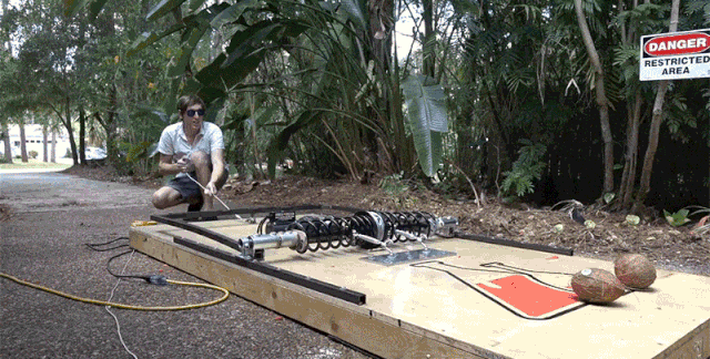 Chiếc bẫy chuột nghiền nát bét quả dừa.