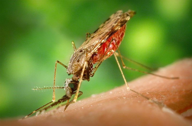 Đã bao giờ bạn tự hỏi: Ban ngày muỗi đi đâu chưa?