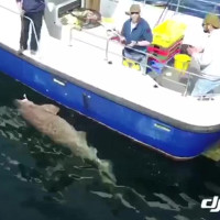 Cá mập quái vật nặng 7 tạ cắn câu ngư dân Ireland