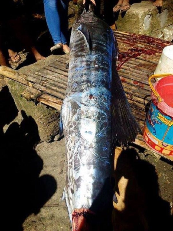 Ngư dân đánh bắt được cá lớn với những hoa văn bí ẩn trên mình cá
