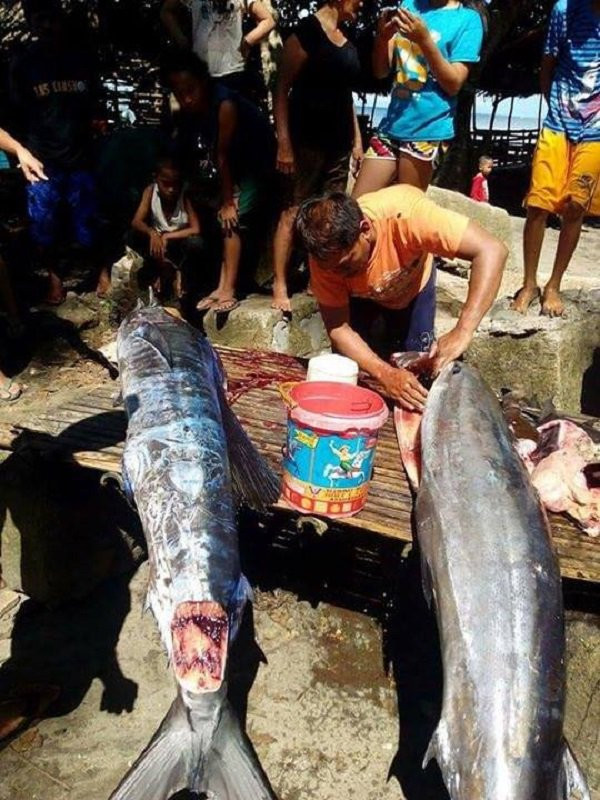 Ngư dân đánh bắt được cá lớn với những hoa văn bí ẩn trên mình cá