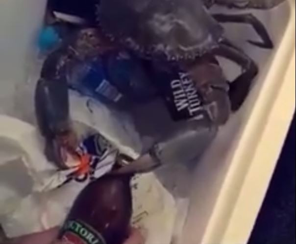 Càng cua kẹp chặt vào nắp bia, khiến nắp chai bia bật tung ngay sau đó.