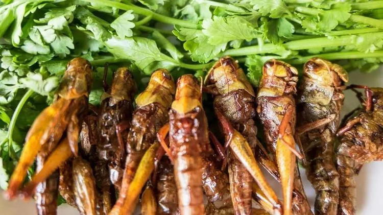 Chỉ cần con người chuyển sang ăn thứ này, Trái đất có thể được cứu rỗi