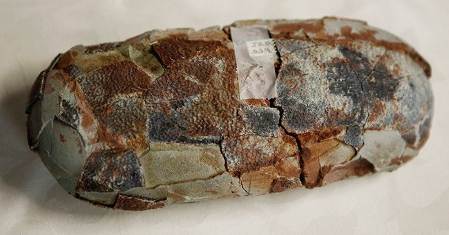 Bí ẩn "bào thai rồng" ở Trung Quốc đã có lời giải