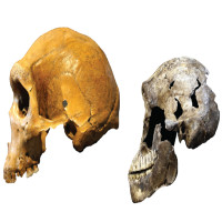 Hóa thạch 335.000 tuổi đảo lộn lý thuyết tiến hóa con người