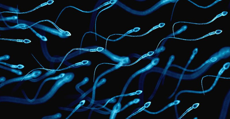 Người chiến thắng trong cuộc thi không cần phải học giỏi mà chỉ cần bơi thật nhanh 