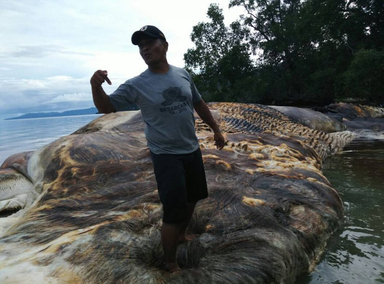 Xác quái vật khổng lồ gây hoang mang ở Indonesia