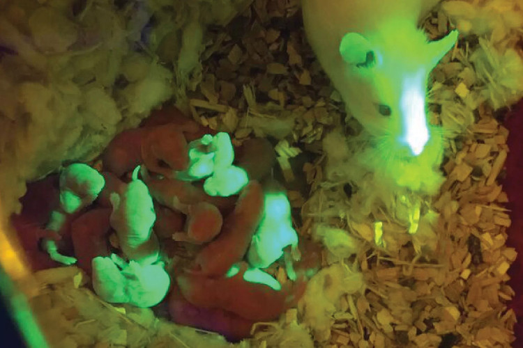 Chuột được cấy buồng trứng giả sinh con khỏe mạnh