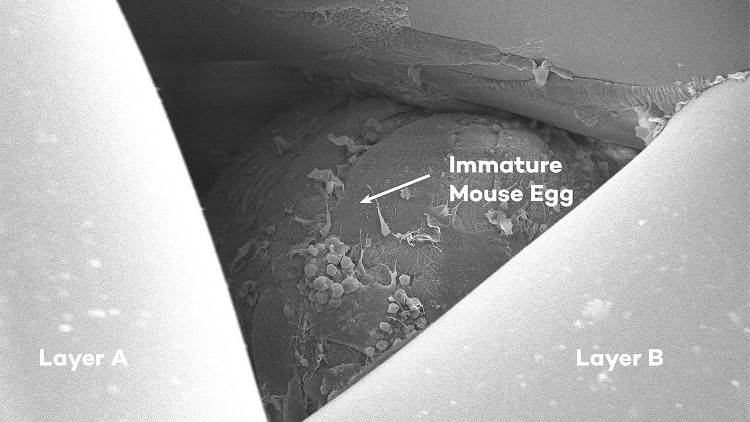 Trứng chuột sinh trưởng tốt trong buồng trứng giả