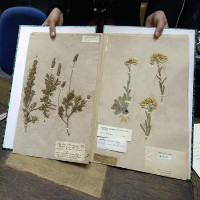 Tiêu bản thực vật 230 năm tuổi của Pháp bị hải quan Australia thiêu hủy