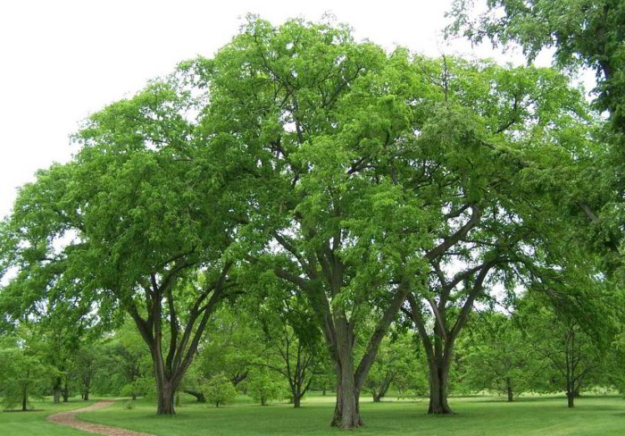 Sở dĩ có hiện tượng cây cối di cư là do biến đổi khí hậu.