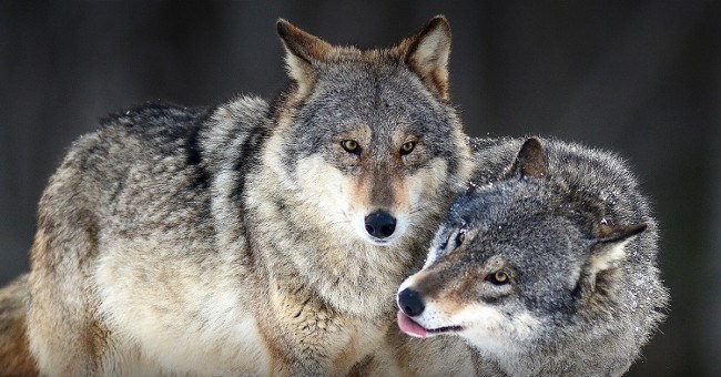 10 sự thật về động vật mà chắc là bạn chưa nghe thấy bao giờ đâu