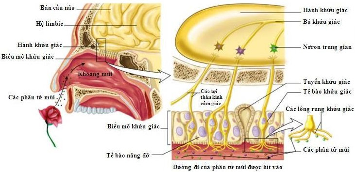 Vì sao chúng ta ngửi được các mùi?