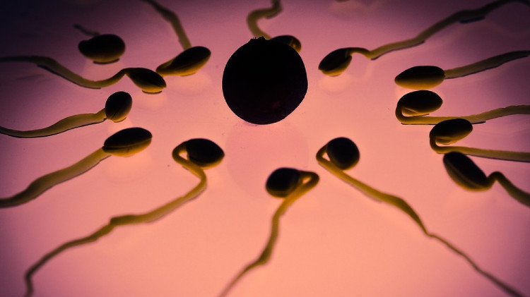 Quá trình thụ tinh diễn ra sau khi tinh trùng đi vào trong trứng thành công.