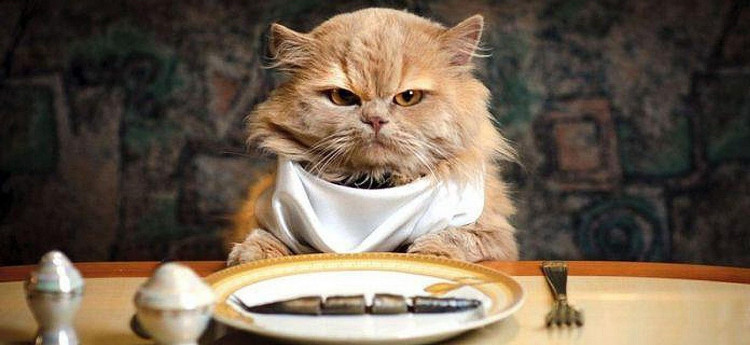 Giải mã bí ẩn: Có thực là mèo thích ăn cá?