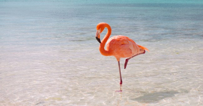 Bạn có biết vì sao hồng hạc có thể đứng hàng giờ bằng 1 chân không?