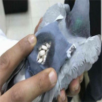 Chim bồ câu vận chuyển 200 viên thuốc lắc bị tóm sống