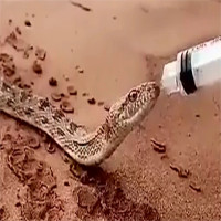 Video: Rắn sắp chết khát trên sa mạc đến gần người xin nước uống