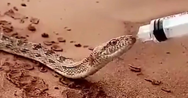 Video: Rắn sắp chết khát trên sa mạc đến gần người xin nước uống