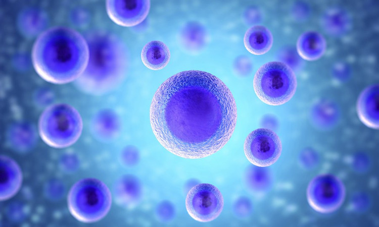 Các nhà nghiên cứu đã tạo ra các tế bào gốc đa năng của con người bằng cách sửa đổi quá trình nhân bản. 