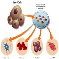 Tế bào gốc là gì? Y học trong lĩnh vực này đã tiến bộ đến đâu?