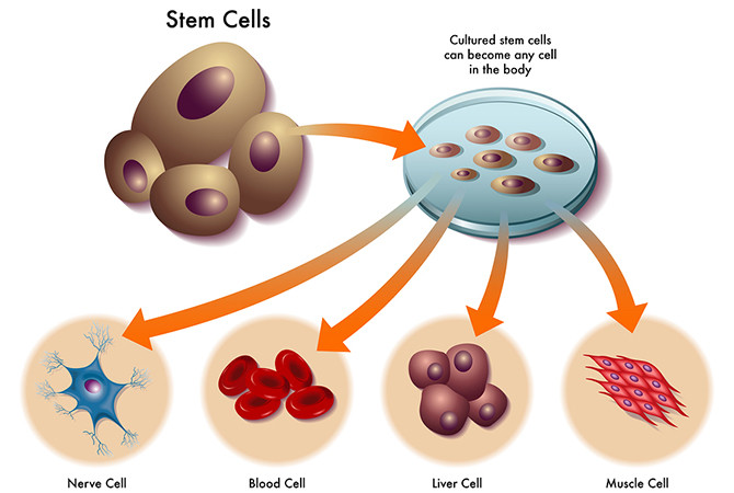 Các tế bào gốc có thể được nuôi cấy thành các tế bào khác.
