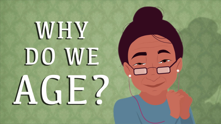 Quá trình lão hóa khiến cơ thể già đi chịu tác động chủ yếu bởi yếu tố di truyền và môi trường.