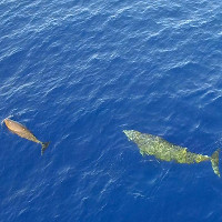 Hình ảnh chưa từng thấy của cá voi lặn sâu 3.000 mét