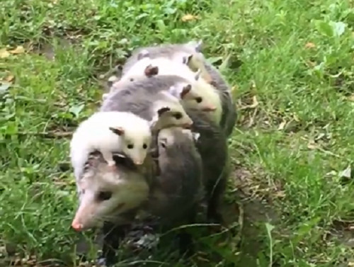 Chồn mẹ cõng đàn con trên lưng.