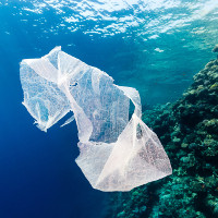 Vi khuẩn tiến hóa có thể “ăn” nhựa làm ô nhiễm đại dương
