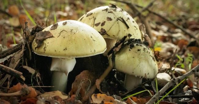 Đây là loại nấm nguy hiểm nhất thế giới và hậu quả kinh khủng khiếp nó đã gây ra