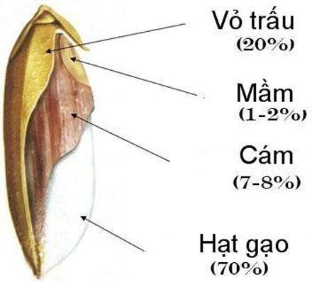 Bất ngờ với hàm lượng dinh dưỡng cao trong cám gạo