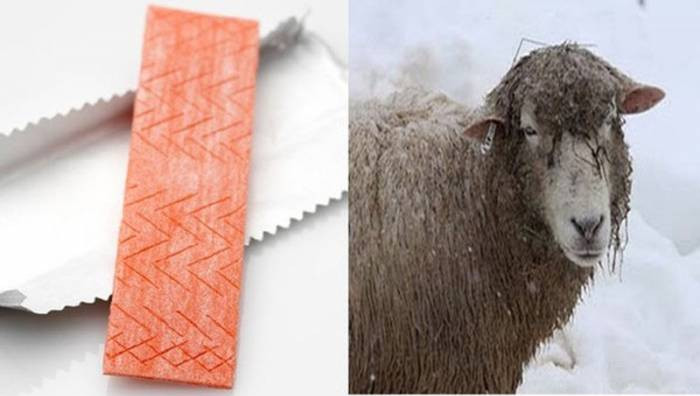 Kẹo cao su chứa nhiều lanolin, chất bài tiết giống như sáp trên da cừu.