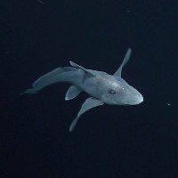 Cá mập ma trữ tinh trùng của con đực để dùng dần