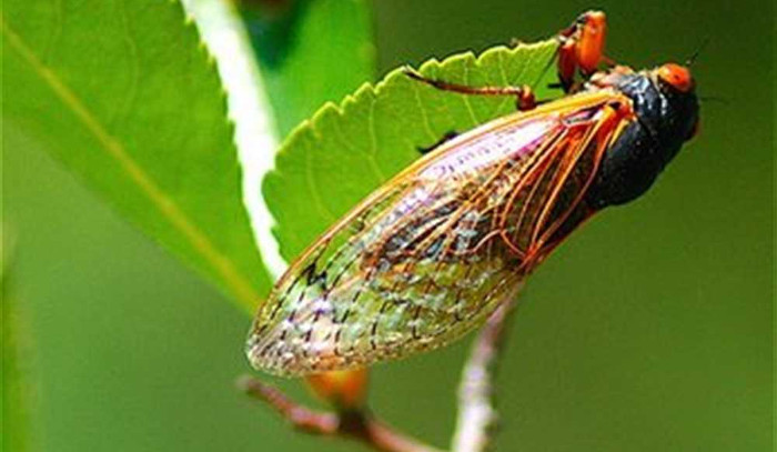 Sự rối loạn vòng đời này có thể giúp ve tránh kẻ săn mồi.