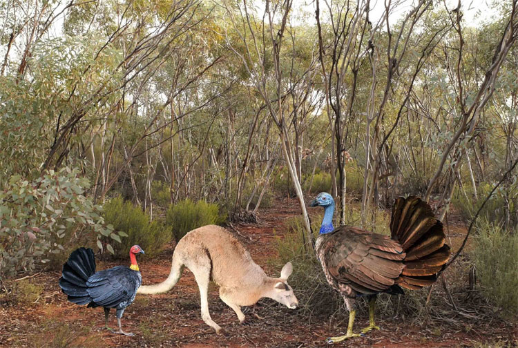 Gà bay cao một mét từng sống ở Australia