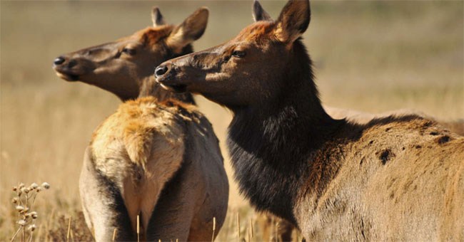 Loài hươu này thực sự "thành tinh" khi sống quá lâu, gây bất ngờ cho giới khoa học