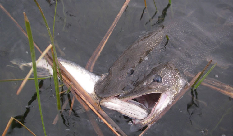 Cá cẩu ăn bất kỳ thứ gì lọt vào mồm chúng