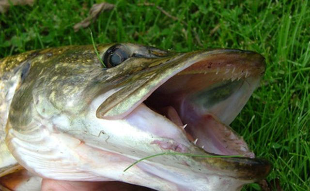 Thủy quái nước ngọt đối với người bơi lội.