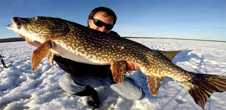 Cá cẩu chỉ là công cụ giải trí, chứ không có giá trị về thực phẩm.