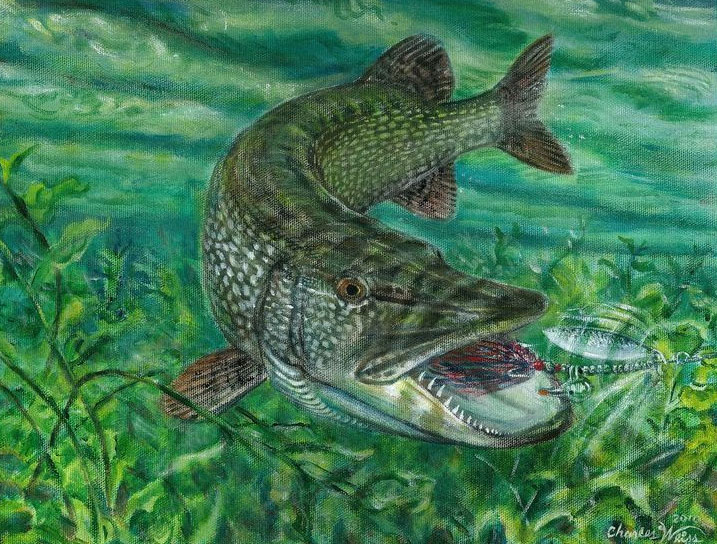 Cá cẩu - kẻ săn mồi vĩ đại của sông hồ.