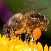 Những ngày đầu đời của loài ong qua chùm ảnh chân thật