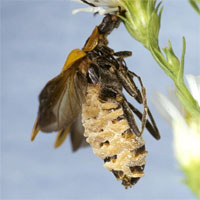 Nấm biến bọ cánh cứng thành xác sống để dụ con mồi